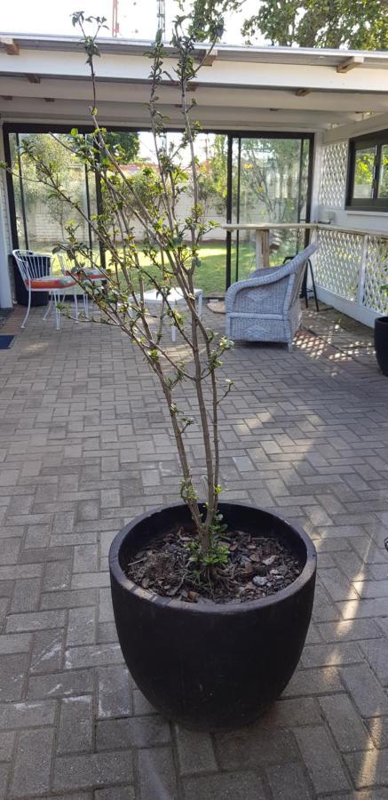 Spacious Garden Unit On Fordyce Port Elizabeth Zewnętrze zdjęcie